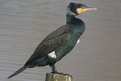 De aalscholver