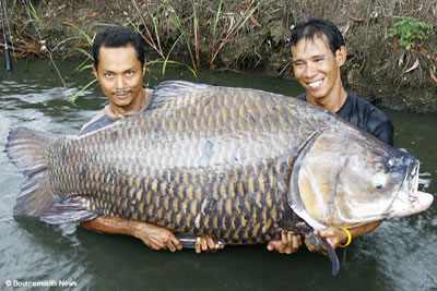 Grootste karper ter wereld weegt 118 kg
