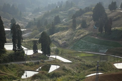 Mudponds Japan