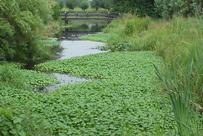 Waternavel overwoekert waterlopen