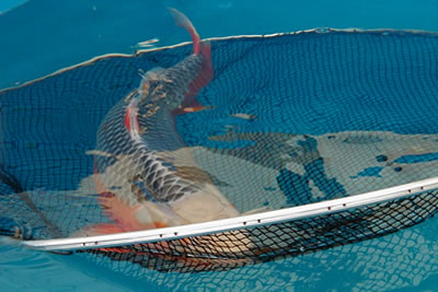 Koi in een Japans schepnet