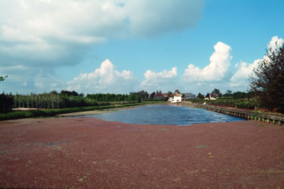 Kroosvaren kan woekeren