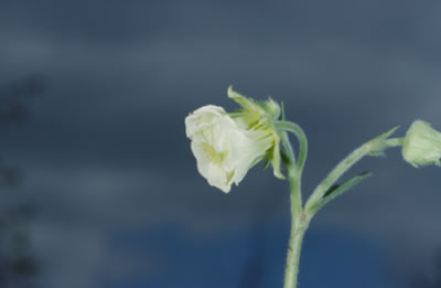 Geum rivale Alba