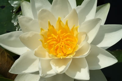 Nymphaea Pöstlingberg