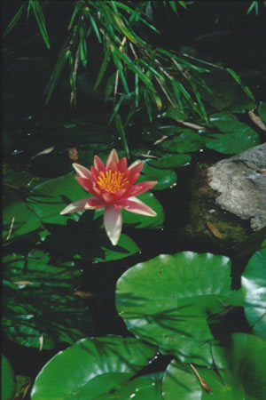 Nymphaea Sioux