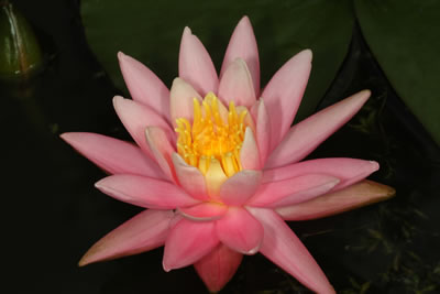 Nymphaea Turicensis