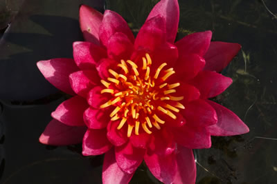 Nymphaea William Falconer