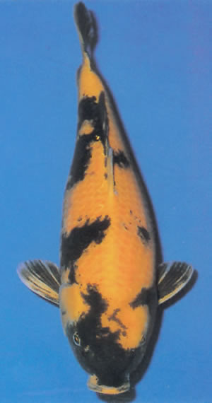 Ki Utsuri