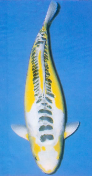 Ki Shusui