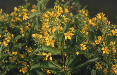 Lysimachia vulgaris Gewone wederik
