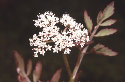 Oenanthe aquatica Watertorkruid