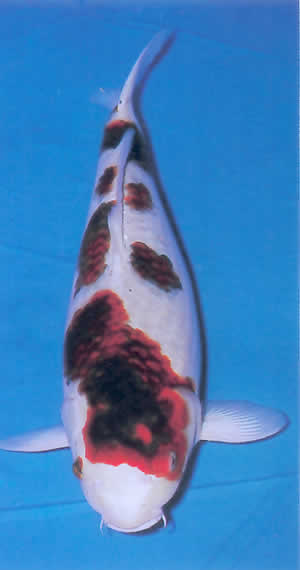 Sumi Goromo