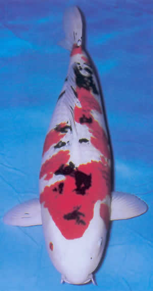 Koromo Sanke