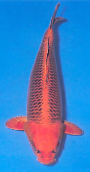 Hi Matsuba Ogon