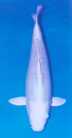 Doitsu Platinum Ogon