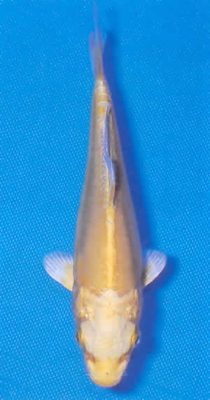 Doitsu Yamabuki Ogon