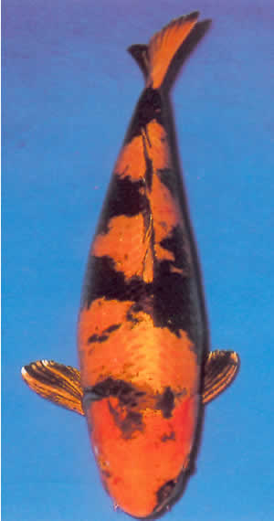 Kin Ki Utsuri
