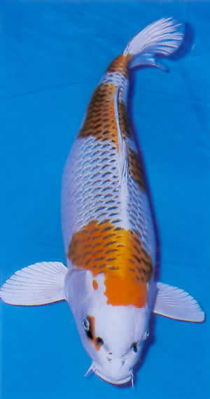 Kujaku