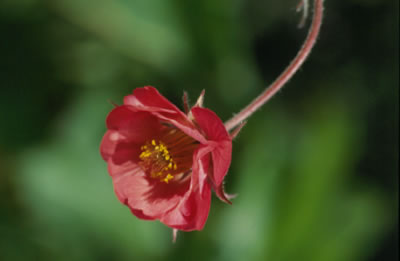 Geum rivale Leonard