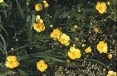 Ranunculus lingua