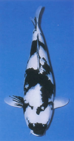 Shiro Utsuri