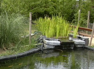 Upflow moerasfilter zwemvijver