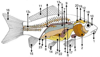 Anatomie van een vis