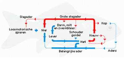 Bloedbaan van een vis
