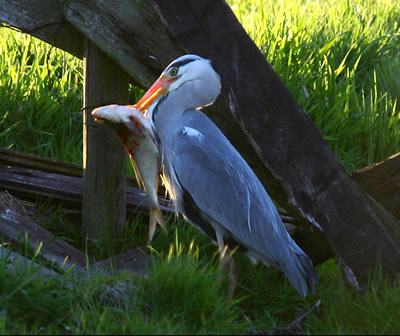 Reiger geduchte natuurlijke vijand
