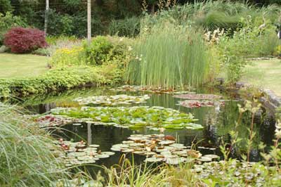 Natuurlijke vijver 1