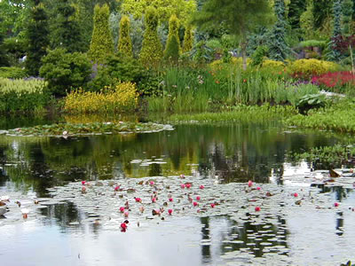 Informele natuurvijver.htm; Calla palustris L.,1753