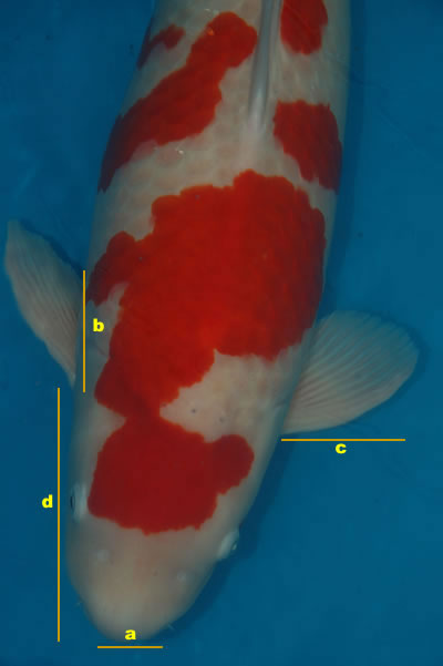 Vrouwelijke vs mannelijke koi