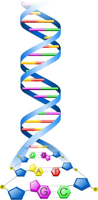 DNA streng