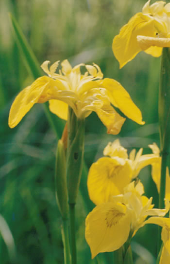 Bloemen gele lis.htm; Calla palustris L.,1753