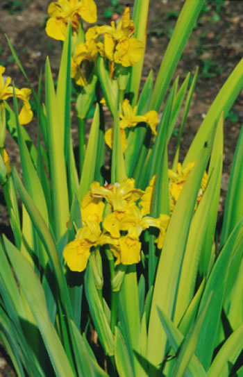 Iris pseudoacorus Variegata