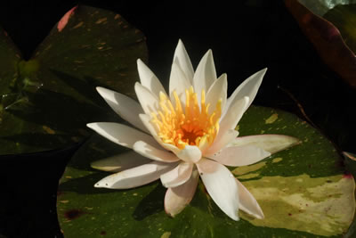 Nymphaea Arc en ciel.htm; Lysichiton americanus