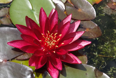 Nymphaea Atropurpurea