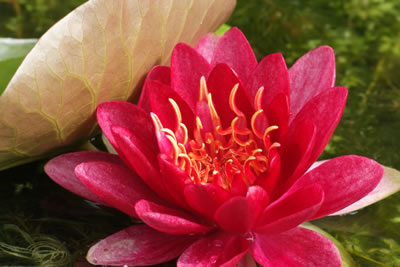 Nymphaea Gloriosa