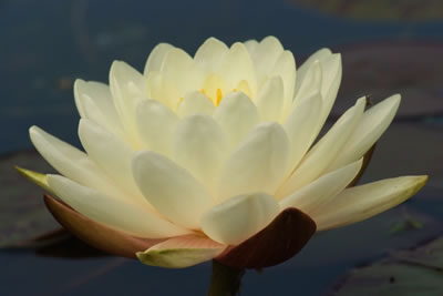 Nymphaea Denver.htm; Lysichiton americanus