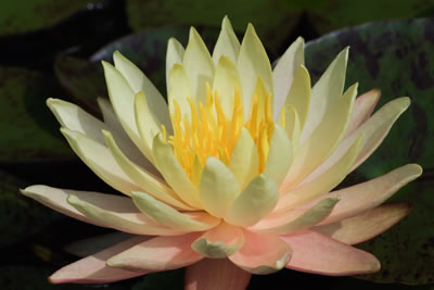 Nymphaea Texas Dawn