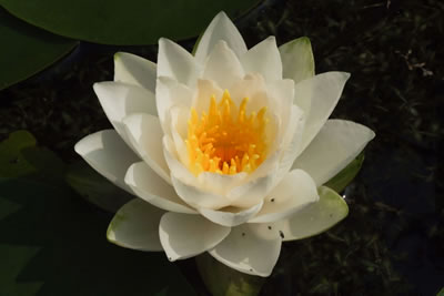 Nymphaea Tuberosa