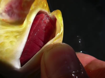 Kieuw herstel na infectie.htm; Calla palustris L.,1753