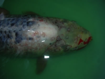 Ernstige bacteriële infectie