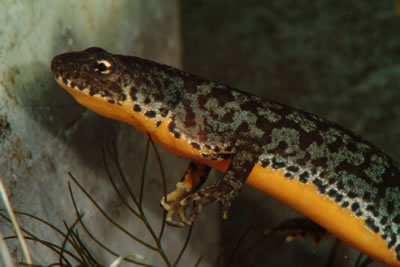 Alpenwatersalamander