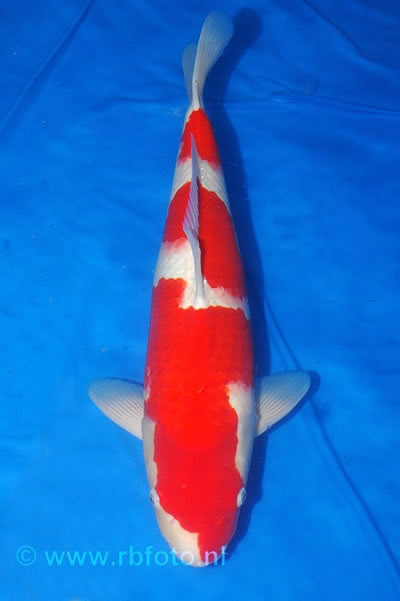 Jumbo champion 2007