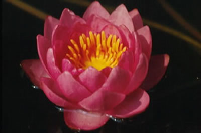 Nymphaea. James Brydon
