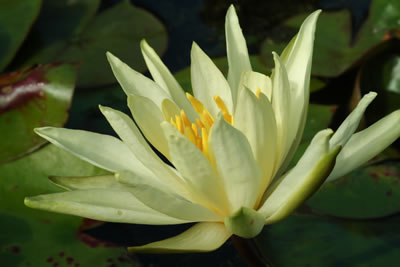 Nymphaea Colonel A.J. Welch