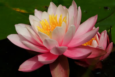 Nymphaea Helen Fowler.htm; Calla palustris L.,1753