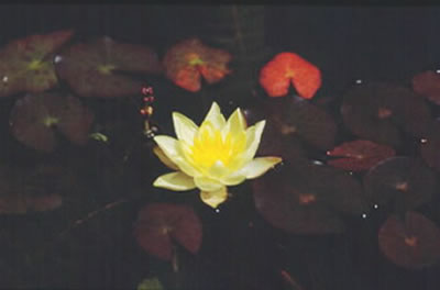 Nymphaea pygmaea Helvola.htm; Calla palustris L.,1753