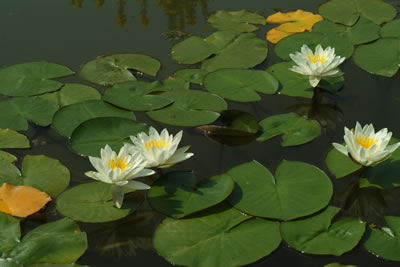Nymphaea Marliacea Albida; Calla palustris L.,1753
